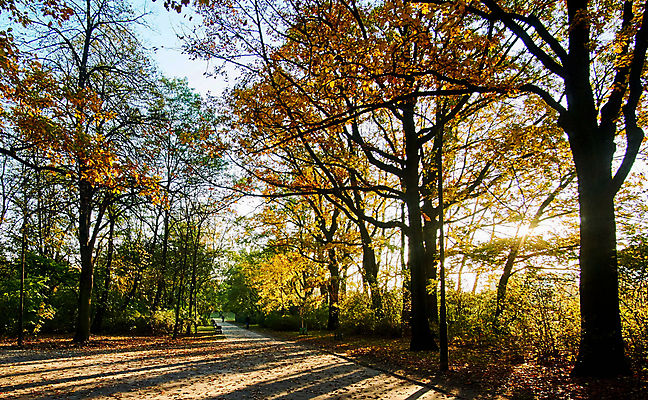 포토 JPG 해외이미지 주간 공원 단풍 단풍나무 사람없음 야외 해외포토 자연요소 나무 공공시설 잎 파일형식 이미지허브