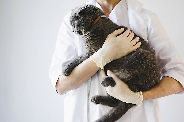 포토 JPG 해외이미지 동물 옷 장갑 셔츠 유니폼 2 비즈니스 발 병원 관리 사람 사람없음 치료 약 고양이 회색 시험 의사 흰색 목욕가운 수술 보호 위생 빨래 캐비닛 회의실 꼬리 고무 수의사 빨간머리 양모 위생관리 접수 해외포토 헤어스타일 잡화 교육 컬러 컨셉 상의 가사 포유류 의학 신체부위 반려동물 의료진 직물 가운 사물함 파일형식 이미지허브