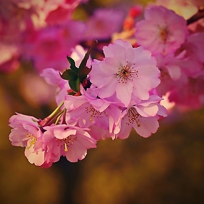 포토 JPG 해외이미지 나무 식물 디자인 계절 공원 꽃잎 꽃 분홍색 백그라운드 잎 꽃무늬 자연 추상 사람없음 야외 빛 컬러풀 뷰티 정원 일본 맑음 봄 성장 벚꽃 흰색 나뭇가지 신선 개화 체리 사과 소프트포커스 과수원 4월 원예 보케 내추럴 해외포토 공공시설 아시아 컬러 무늬 농업 과일 날씨 촬영기법 취미 날짜 생태계 파일형식 이미지허브
