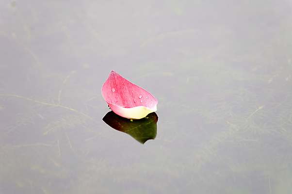 포토 JPG 해외이미지 식물 꽃잎 꽃 아시아 분홍색 잎 연꽃 동양인 사람없음 초록색 물 반사 정원 고요 봄 벚꽃 물방울 백합 관목 순수 생물학 향기 신성 거인 내추럴 패드 이국적 해외포토 자연요소 나무 계절 교육 나라 컬러 컨셉 인종 냄새 파일형식 이미지허브