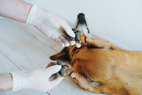 포토 JPG 해외이미지 동물 옷 남자 장갑 셔츠 유니폼 비즈니스 발 병원 관리 사람 소년 사람없음 치료 약 시험 의사 흰색 수술 개 보호 위생 빨래 닥스훈트 캐비닛 회의실 꼬리 고무 수의사 빨간머리 양모 옛날 위생관리 접수 해외포토 헤어스타일 잡화 교육 어린이 컬러 컨셉 상의 가사 포유류 의학 신체부위 의료진 직물 사물함 파일형식 이미지허브