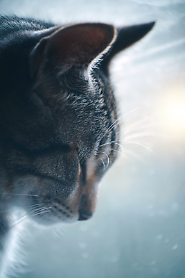 포토 JPG 해외이미지 동물 창문 포유류 자연 유리 날씨 휴식 수염 주택 털 실내 피곤 앉기 사람없음 반려동물 고양이 줄무늬 꿈 회색 잠 달콤 귀 부드러움 얼룩무늬 솜털 기르기 해외포토 컬러 컨셉 무늬 모션 재질 내부 건물 신체부위 감각 맛 생태계 돌봄 파일형식 이미지허브