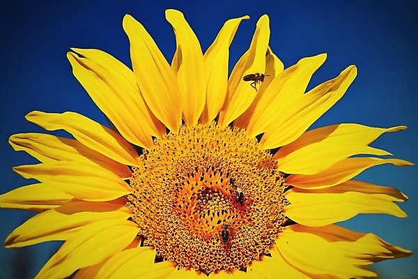 포토 JPG 해외이미지 주간 해바라기 세마리 그림자 사람없음 야외 비행 해외포토 자연요소 꽃 3 파일형식 이미지허브