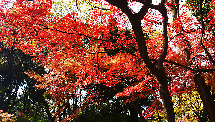 포토 JPG 해외이미지 주간 단풍 단풍나무 사람없음 야외 빨간색 해외포토 자연요소 나무 컬러 잎 파일형식이미지허브 