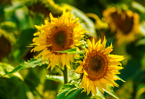 포토 JPG 해외이미지 주간 줄기 잎 해바라기 사람없음 야외 아웃포커스 해외포토 자연요소 식물 꽃 촬영기법 파일형식 이미지허브