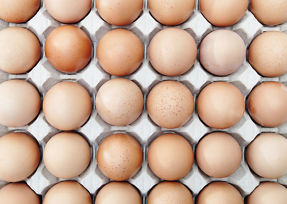 포토 JPG 해외이미지 실내 사람없음 하이앵글 계란 가득함 일렬 계란판 해외포토 뷰포인트 내부 알 파일형식 이미지허브
