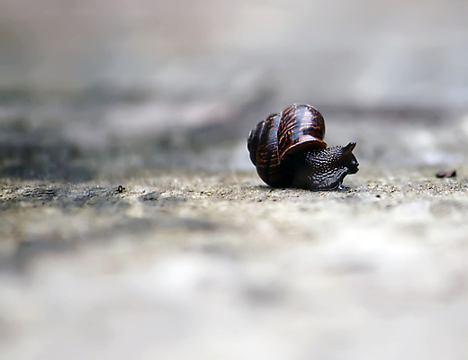 포토 JPG 해외이미지 주간 한마리 사람없음 야외 아웃포커스 소프트포커스 땅 해외포토 자연요소 1 촬영기법 파일형식 이미지허브
