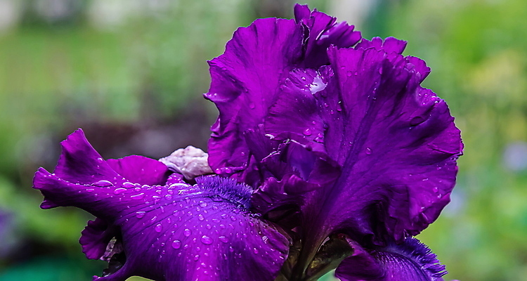 포토 JPG 해외이미지 식물 계절 꽃잎 꽃 줄기 꽃다발 백그라운드 잎 꽃무늬 자연 수염 사람없음 초록색 물 파란색 컬러풀 뷰티 노란색 머리 정원 보라색 봄 활발 젖음 성장 벚꽃 물방울 신선 개화 이슬 제비꽃 싱글 원예 붓꽃 내추럴 해외포토 자연요소 컬러 컨셉 무늬 취미 신체부위 생태계 파일형식 이미지허브