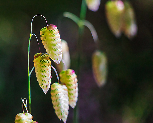 포토 JPG 해외이미지 사람없음 야외 초록색 노란색 평화 보라색 침묵 호주 숲 밀 부드러움 단아함 해외포토 컬러 컨셉 곡류 소리 감각 오세아니아 파일형식 이미지허브