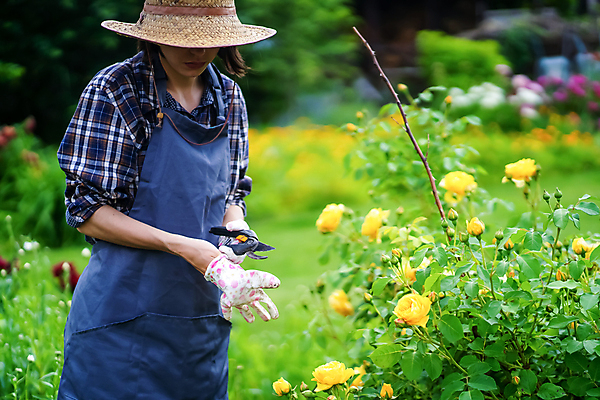 포토 JPG 해외이미지 식물 백인 모자 손 계절 여자 꽃 행복 장갑 백그라운드 잎 가정 노동자 한명 사람 초원 취미 야외 초록색 여름 장미 노란색 정원 맑음 앞치마 봄 장비 도구 시골 가시 선택 농부 원예 성적 밀짚 타입 내추럴 원예사 해외포토 서양인 직업 1 잡화 교육 감정 컬러 컨셉 날씨 신체부위 짚 파일형식 이미지허브