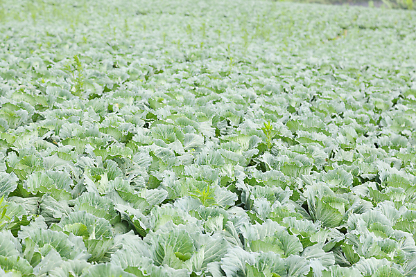 포토 JPG 해외이미지 식물 계절 산업 음식 백그라운드 잎 밭 농업 채소 자연 산 건강 사람없음 야외 초록색 농작물 농장 농경지 정원 흙 봄 수확 성장 시골 신선 유기농 양배추 날것 밭일 줄서기 해외포토 웰빙 컬러 모션 생태계 파일형식 이미지허브