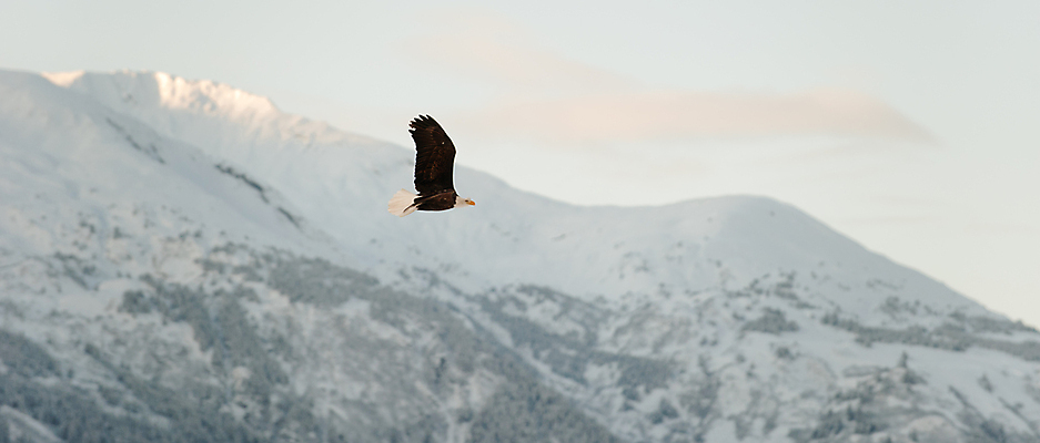 포토 JPG 해외이미지 동물 야생동물 여행 겨울 날개 자연 조류 하늘 생물 사람없음 야외 물 파란색 갈색 미국 자유 흰색 심볼 깃털 부리 독수리 슛 육식동물 대머리 육식 멸종 알래스카 무료 웅장함 전국 포식 해외포토 자연요소 헤어스타일 계절 컬러 컨셉 북아메리카 생태계 파일형식 이미지허브