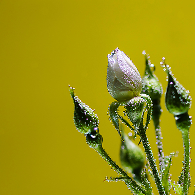 포토 JPG 해외이미지 식물 꽃잎 꽃 백그라운드 컨셉 꽃무늬 자연 추상 사랑 사람없음 초록색 물 뷰티 장미 노란색 거품 흰색 신선 최고 닫기 이슬 아래 심볼 묘사 질감 향기 내추럴 돌봄 해외포토 자연요소 감정 컬러 무늬 모션 방향 생태계 냄새 위치 파일형식 이미지허브