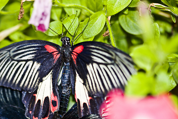 포토 JPG 해외이미지 동물 꽃 야생동물 과학 나비 곤충 백그라운드 날개 자연 새로움 안테나 사람없음 야외 초록색 빛 컬러풀 태양 뷰티 환경 나뭇가지 황무지 변화 우아함 보호 작음 날카로움 부드러움 내추럴 변태 수유 정교 해외포토 자연요소 나무 식물 컬러 컨셉 통신 감각 크기 생태계 파일형식 이미지허브