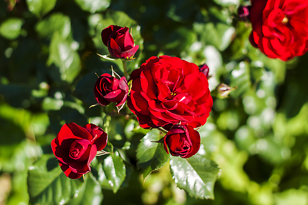 포토 JPG 해외이미지 식물 꽃 백그라운드 컨셉 잎 자연 벽지 추상 건강 풍경 사람없음 초록색 여름 빛 태양 정원 청결 봄 신선 숲 에코 유기농 생태계 질감 보케 부드러움 내추럴 블러 그리너리 해외포토 자연요소 웰빙 계절 컬러 무늬 환경 감각 위생 파일형식 트랜드컬러 이미지허브