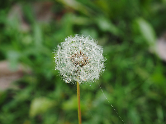 포토 JPG 해외이미지 주간 한송이 자연 사람없음 야외 아웃포커스 민들레 민들레홀씨 해외포토 자연요소 1 꽃 촬영기법 생태계 송이 파일형식 이미지허브