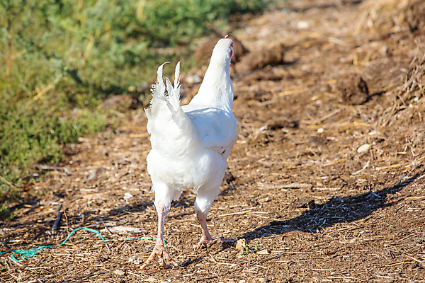 포토 JPG 해외이미지 동물 음식 밭 농업 자연 조류 주택 건강 사람없음 야외 빨간색 농장 갈색 쌓기 농사 검은색 치킨 가축 봄 시골 농부 낟알 땅 심볼 깃털 유기농 부리 수탉 내추럴 무료 밭일 수유 암탉 해외포토 직업 웰빙 계절 산업 컬러 모션 건물 닭 암컷 수컷 생태계 닭고기요리 파일형식 이미지허브