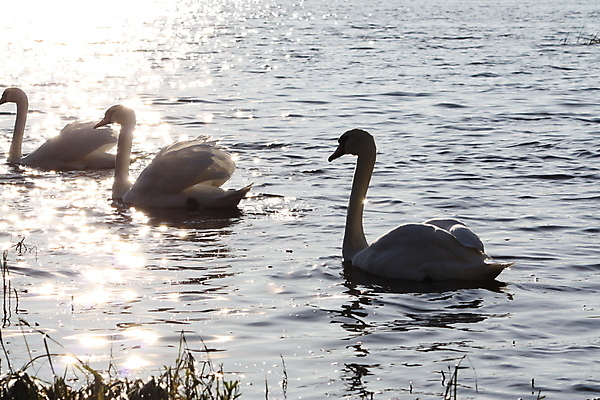 포토 JPG 해외이미지 동물 커플 공원 호수 물결 야생동물 어린이 파도 가족 자연 조류 엄마 사람없음 야외 물 강 뷰티 반사 검은색 수영 침묵 거울 안개 흰색 아기 연못 우아함 보호 작음 깃털 부리 백조 목 솜털 단아함 해외포토 자연요소 공공시설 바다 컬러 컨셉 관계 날씨 사람 신체부위 소리 수상스포츠 크기 생태계 파일형식 이미지허브