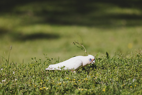포토 JPG 해외이미지 식물 동물 야생동물 백그라운드 자연 조류 사람없음 초록색 파란색 갈색 환경 흰색 나뭇가지 호주 깃털 부리 앵무새 갈기 계산서 내추럴 해외포토 나무 컬러 오세아니아 생태계 파일형식 이미지허브