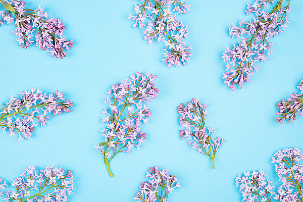 포토 JPG 해외이미지 식물 디자인 꽃잎 꽃 분홍색 꽃다발 결혼 백그라운드 잎 꽃무늬 패턴 자연 발렌타인데이 사랑 사람없음 장식 초록색 여름 파란색 보라색 봄 벚꽃 흰색 나뭇가지 축하 신용카드 개화 닫기 인쇄 다발 천 허브 제비꽃 가득함 질감 라일락 내추럴 고립 파스텔톤 플랫레이 해외포토 나무 계절 감정 컬러 컨셉 무늬 모션 데이이벤트 이벤트 금융 직물 플랫 생태계 파일형식 이미지허브