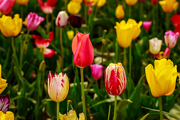 포토 JPG 해외이미지 주간 꽃밭 사람없음 야외 아웃포커스 튤립 해외포토 자연요소 꽃 촬영기법 파일형식 이미지허브