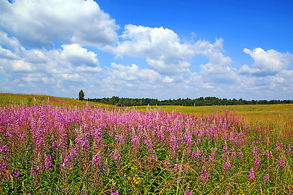 포토 JPG 해외이미지 나무 식물 구름 계절 꽃잎 꽃 백그라운드 자연 하늘 날씨 풍경 초원 사람없음 야외 초록색 여름 파란색 평화 환경 맑음 봄 성장 벚꽃 전원 시골 분위기 차 허브 러시아 천국 라일락 땅바닥 치료제 수평선 해외포토 자연요소 유럽 음료 컬러 컨셉 바닥 약 전기에너지 생태계 파일형식 이미지허브