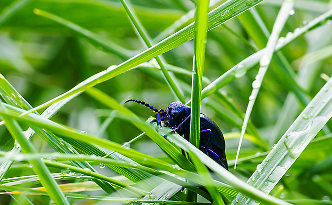 포토 JPG 해외이미지 식물 동물 꽃 야생동물 나비 곤충 백그라운드 잎 패턴 자연 양서류 사람없음 야외 빨간색 초록색 여름 컬러풀 정원 검은색 사진촬영 봄 칼날 닫기 해충 벌레 작음 딱정벌레 내추럴 동물상 해외포토 계절 컬러 무늬 모션 조형물 촬영 크기 생태계 파일형식 이미지허브