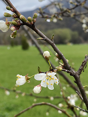 포토 JPG 해외이미지 식물 꽃 꽃무늬 자연 사람없음 야외 세로 새싹 환경 봄 성장 나뭇가지 개화 닫기 소프트포커스 자연백그라운드 서식지 기후변화 살구 생태학 해외포토 나무 계절 교육 백그라운드 무늬 과일 모션 날씨 촬영기법 변화 생태계 파일형식 이미지허브