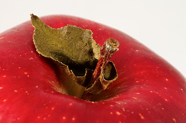 포토 JPG 해외이미지 식물 음식 농업 채소 과일 자연 건강 사람없음 신선 사과 유기농 고립 생태학 숙성 맛있는 해외포토 웰빙 교육 산업 생태계 파일형식 이미지허브