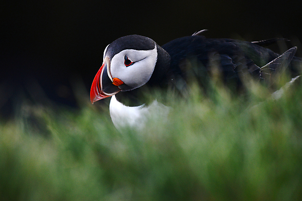 포토 JPG 해외이미지 주간 한마리 조류 사람없음 야외 소프트포커스 퍼핀 해외포토 자연요소 동물 1 촬영기법 파일형식 이미지허브