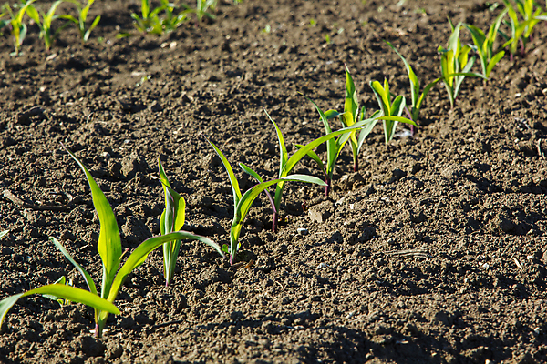 포토 JPG 해외이미지 식물 계절 지구 음식 잎 밭 농업 채소 자연 하늘 옥수수 사람없음 야외 초록색 파란색 농작물 농장 농경지 환경 맑음 흙 봄 수확 성장 시골 신선 땅 시리얼 유기농 장면 내추럴 땅바닥 밭일 줄서기 수평선 세련 해외포토 웰빙 산업 컬러 모션 날씨 곡류 바닥 생태계 파일형식 이미지허브