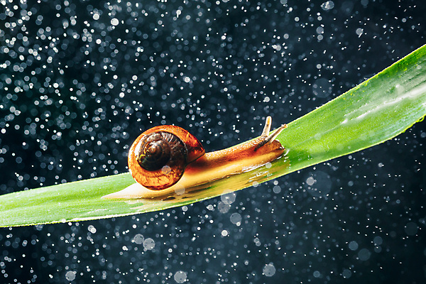 포토 JPG 해외이미지 한마리 잎 검은배경 실내 사람없음 보케 빛망울 기어가기 해외포토 식물 1 백그라운드 모션 내부 빛 검은색 파일형식 이미지허브