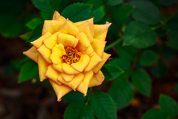 포토 JPG 해외이미지 꽃 산업 농업 자연 사람없음 야외 가로 컬러풀 장미 닫기 원예 카피스페이스 해외포토 식물 컬러 모션 취미 공백 생태계 파일형식 이미지허브