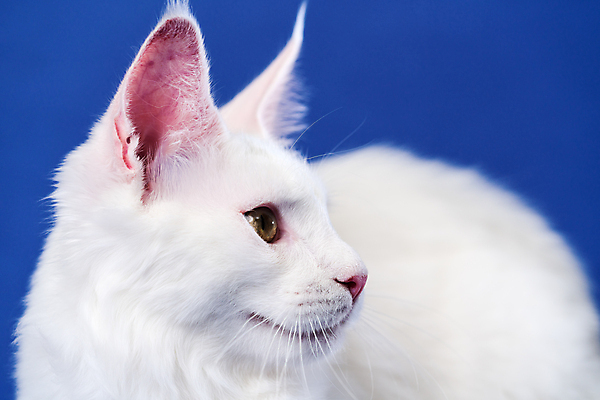 포토 JPG 해외이미지 스튜디오촬영 동물 한마리 여자 백그라운드 포유류 수염 털 사람없음 파란색 반려동물 머리 귀여움 고양이 흰색 큼 모피 귀 솜털 노려봄 기르기 유래 해외포토 1 컬러 컨셉 실내 표정 사람 신체부위 크기 돌봄 파일형식 이미지허브