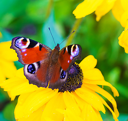 포토 JPG 해외이미지 식물 동물 1 꽃 야생동물 나비 곤충 백그라운드 패턴 오렌지 자연 안테나 앉기 사람없음 초록색 컬러풀 햇빛 태양 뷰티 갈색 노란색 정원 봄 활발 시골 개화 러시아 꽃가루 꿀 내추럴 동물상 해외포토 자연요소 계절 유럽 컬러 컨셉 무늬 과일 통신 모션 조형물 가루 생태계 파일형식 이미지허브