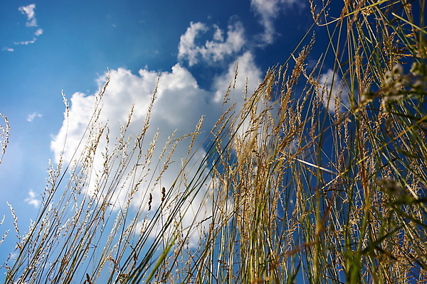 포토 JPG 해외이미지 식물 계절 꽃 음식 백그라운드 밭 자연 건조 사람없음 야외 빛 농작물 햇빛 농장 갈색 노란색 환경 정원 수확 흰색 시골 황금 시리얼 밀 부드러움 내추럴 해외포토 컬러 농업 곡류 태양 감각 생태계 파일형식 이미지허브