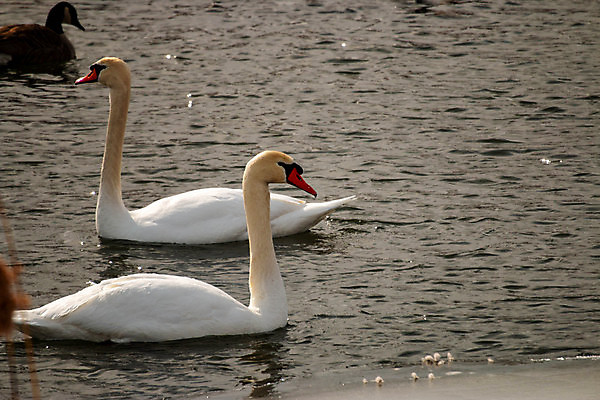 포토 JPG 해외이미지 동물 유럽 호수 야생동물 백그라운드 겨울 자연 조류 풍경 사람없음 야외 물 파란색 빛 강 태양 뷰티 반사 평화 얼음 수영 침묵 봄 추위 흰색 연못 우아함 깃털 부리 백조 목 물새 내추럴 벙어리 해외포토 자연요소 계절 나라 컬러 컨셉 신체부위 소리 수상스포츠 생태계 파일형식 이미지허브