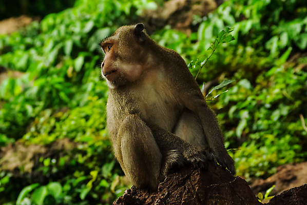 포토 JPG 해외이미지 동물 아시아 야생동물 여행 포유류 가족 태국 자연 바나나 서기 사람 동양인 사람없음 초록색 모래사장 교수 게 나뭇가지 원숭이 먹기 수유 안다만 이국적 해외포토 나무 나라 바다 컬러 과일 관계 모션 갑각류 인종 교사 생태계 파일형식 이미지허브