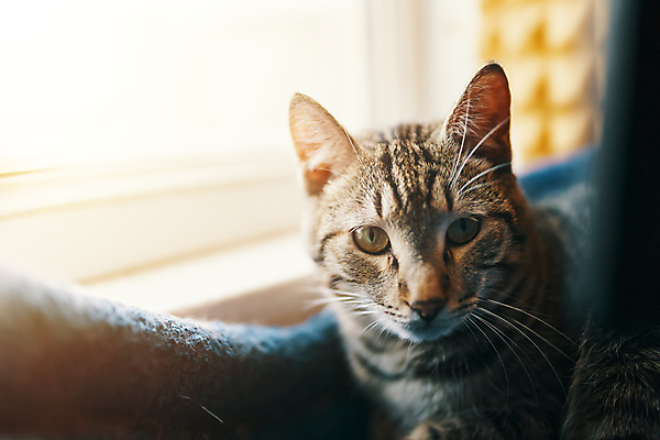 포토 JPG 해외이미지 동물 응시 창문 포유류 자연 휴식 수염 주택 털 실내 앉기 사람없음 빛 반려동물 햇빛 맑음 고양이 줄무늬 회색 달콤 호기심 귀 부드러움 얼룩무늬 솜털 기르기 해외포토 시선 감정 컬러 컨셉 무늬 모션 날씨 내부 건물 신체부위 태양 감각 맛 생태계 돌봄 파일형식 이미지허브