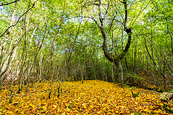 포토 JPG 해외이미지 나무 식물 계절 공원 백그라운드 단풍 잎 오렌지 자연 아침 사람없음 야외 목재 빨간색 초록색 빛 컬러풀 햇빛 태양 노란색 환경 정원 맑음 침묵 봄 안개 흰색 시골 황무지 황금 저녁 숲 신비 장면 공상 10월 내추럴 땅바닥 해외포토 주간 자연요소 공공시설 컬러 컨셉 과일 재료 날씨 바닥 소리 날짜 야간 생태계 파일형식 이미지허브