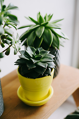 포토 JPG 해외이미지 식물 디자인 화초 백그라운드 잎 패턴 벽지 사람없음 목재 장식 빨간색 세로 초록색 노란색 정원 회색 성장 신선 도자기 우아함 닫기 냄비 작음 묘사 질감 날카로움 내추럴 고립 이국적 해외포토 나무 컬러 컨셉 무늬 재료 모션 솥 크기 파일형식 이미지허브