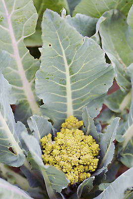 포토 JPG 해외이미지 식물 음식 줄기 백그라운드 잎 농업 다이어트 채소 재료 자연 건강 사람없음 초록색 농작물 머리 환경 정원 봄 수확 성장 신선 작음 브로콜리 유기농 원예 질감 날것 비타민 내추럴 밭일 채식주의자 해외포토 웰빙 계절 산업 컬러 취미 신체부위 크기 생태계 채식 영양소 파일형식 이미지허브