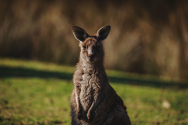 포토 JPG 해외이미지 동물 공원 얼굴 야생동물 백그라운드 포유류 자연 초식동물 털 사람없음 야외 초록색 갈색 머리 여행객 환경 회색 흰색 닫기 호주 경계 호기심 코 귀 목 캥거루 동쪽 내추럴 동물상 오지 집게발 튕기기 해외포토 공공시설 감정 컬러 컨셉 모션 사람 신체부위 조형물 오세아니아 방향 생태계 파일형식 이미지허브