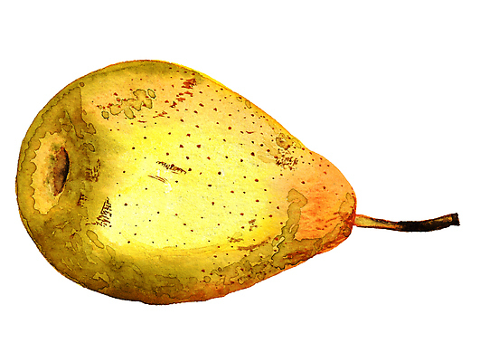 포토 JPG 해외이미지 식물 계절 음식 농업 다이어트 과일 일러스트 재료 자연 디저트 건강 사람없음 장식 빛 컬러풀 노란색 정원 일본 중국 페인트 주스 수확 흰색 신선 달콤 맛 스케치 오브젝트 유기농 꿀 내추럴 고립 숙성 채식주의자 현실 비건 맛있는 해외일러스트 웰빙 산업 아시아 음료 컬러 컨셉 미술 생태계 채식 파일형식 이미지허브