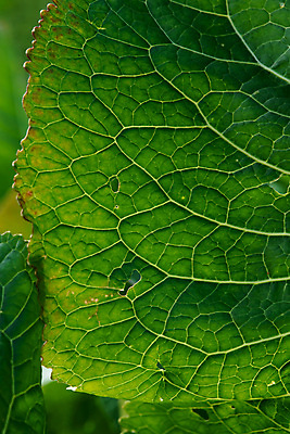 포토 JPG 해외이미지 나무 식물 계절 음식 곤충 백그라운드 잎 패턴 농업 재료 자연 추상 골격 건강 요리 미술 경사 사람없음 장식 초록색 여름 환경 정원 봄 줄무늬 활발 신선 점 구멍 큼 향신료 묘사 에코 유기농 질감 정맥 내추럴 생태학 총각무 해외포토 동물 웰빙 교육 산업 컬러 컨셉 무늬 문화예술 크기 무 생태계 혈관 향미료 파일형식 이미지허브