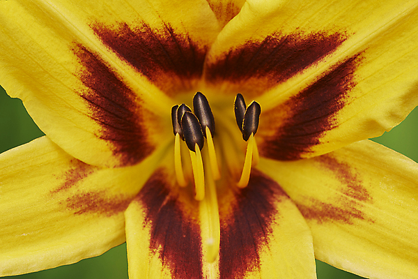 포토 JPG 해외이미지 식물 1 디자인 계절 꽃잎 꽃 꽃다발 꽃무늬 자연 사람없음 야외 가로 빨간색 초록색 여름 컬러풀 노란색 환경 정원 보라색 검은색 봄 벚꽃 신선 행운 닫기 백합 작음 싱글 생물학 내추럴 해외포토 교육 컬러 컨셉 무늬 모션 크기 생태계 파일형식 이미지허브