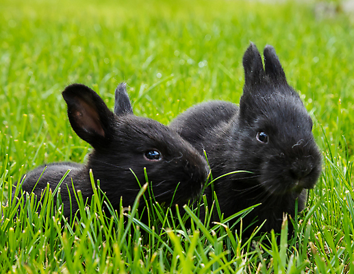 포토 JPG 해외이미지 동물 1 꽃 야생동물 백그라운드 밭 포유류 자연 부활절 사람없음 야외 초록색 반려동물 농장 갈색 정원 봄 회색 아기 토끼 달콤 작음 모피 먹기 데이지 귀 부드러움 솜털 해외포토 식물 계절 기념일 컬러 농업 모션 사람 신체부위 감각 맛 크기 생태계 파일형식 이미지허브