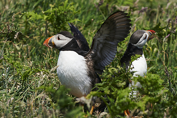 포토 JPG 해외이미지 식물 동물 계절 야생동물 바다 섬 날개 오렌지 자연 조류 웨일즈 사람없음 빨간색 파란색 컬러풀 노란색 검은색 흰색 오픈 그룹 깃털 부리 멸종 대서양 계산서 내추럴 동물상 소셜 왕국 펨브룩셔 해외포토 컬러 과일 영국 조형물 생태계 파일형식 이미지허브