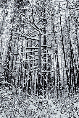 포토 JPG 해외이미지 나무 식물 구름 계절 공원 여행 백그라운드 겨울 자연 하늘 날씨 흑백 풍경 사람없음 야외 목재 빛 뷰티 환경 냉동 검은색 추위 흰색 소나무 숲 서리 장면 상록수 침엽수 층 전나무 제설기 가문비나무 해외포토 자연요소 공공시설 컬러 재료 촬영기법 생태계 제설 파일형식 이미지허브