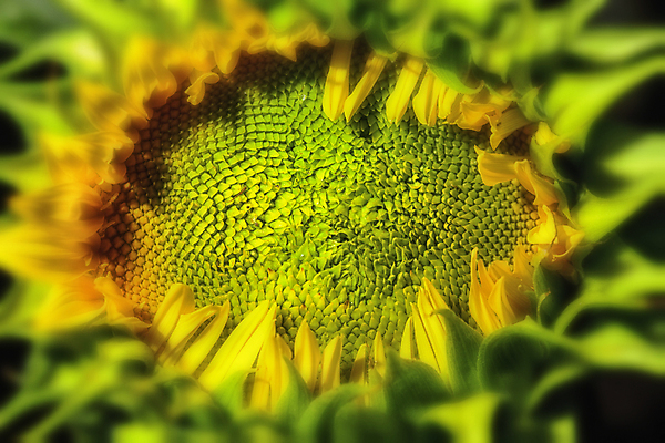 포토 JPG 해외이미지 주간 해바라기 근접촬영 사람없음 야외 아웃포커스 소프트포커스 꽃봉오리 해외포토 자연요소 꽃 뷰포인트 촬영기법 파일형식 이미지허브